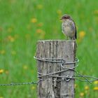 Weilroder Naturkostbarkeiten: Neuntöter – Nachwuchs und der Vater 07