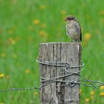 Weilroder Naturkostbarkeiten: Neuntöter – Nachwuchs und der Vater 07