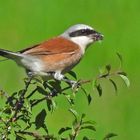 Weilroder Naturkostbarkeiten: Neuntöter – Nachwuchs und der Vater 08