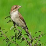 Weilroder Naturkostbarkeiten: Neuntöter – Nachwuchs und der Vater 09