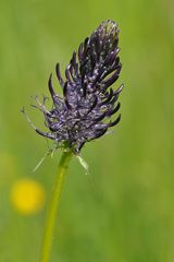 Weilroder Naturkostbarkeiten: Schwarze Teufelskralle 02