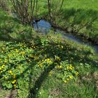 Weilroder Naturkostbarkeiten: Sumpfdotterblumen 01