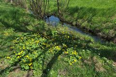 Weilroder Naturkostbarkeiten: Sumpfdotterblumen 01