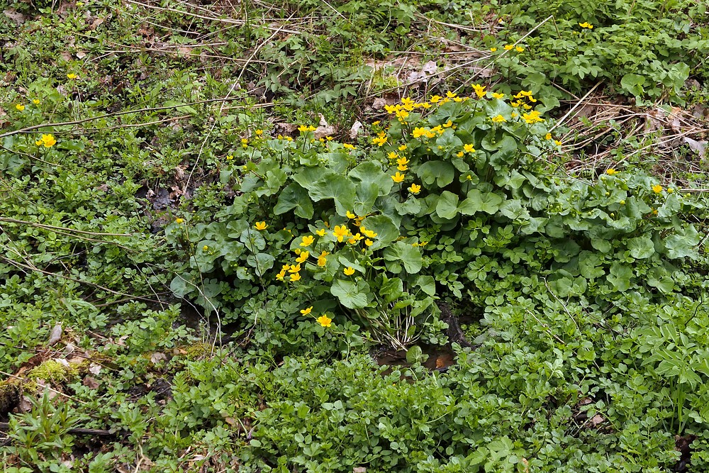 Weilroder Naturkostbarkeiten: Sumpfdotterblumen 02