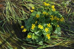 Weilroder Naturkostbarkeiten: Sumpfdotterblumen 03