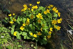Weilroder Naturkostbarkeiten: Sumpfdotterblumen 04