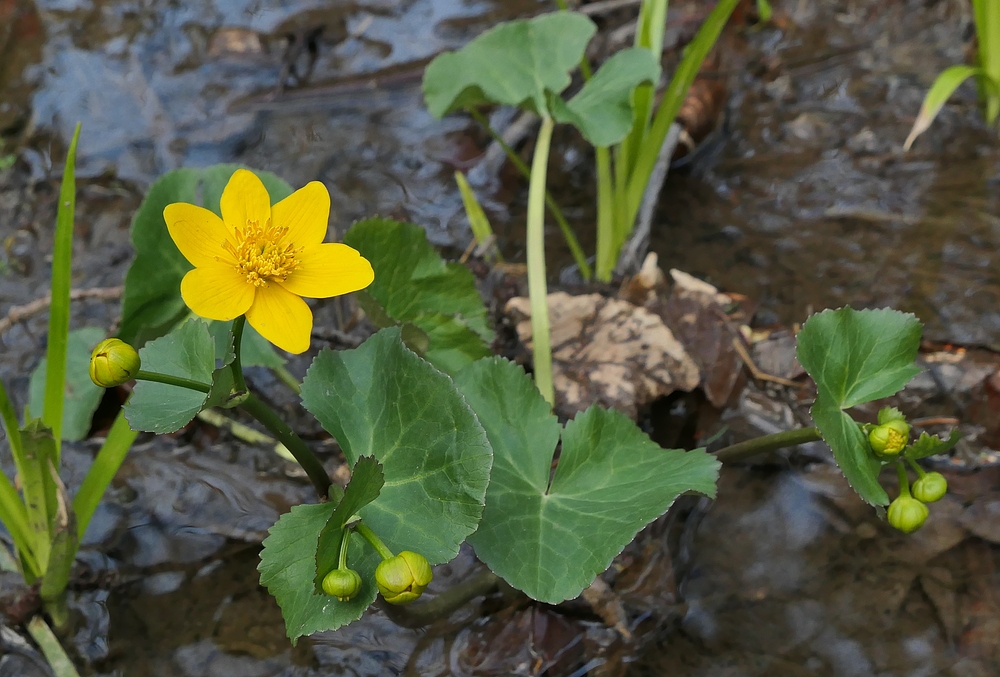 Weilroder Naturkostbarkeiten: Sumpfdotterblumen 05