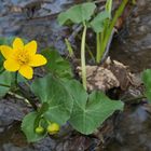 Weilroder Naturkostbarkeiten: Sumpfdotterblumen 05