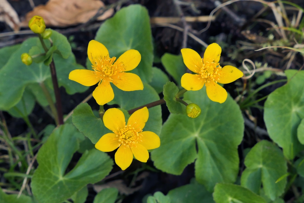 Weilroder Naturkostbarkeiten: Sumpfdotterblumen 06