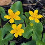 Weilroder Naturkostbarkeiten: Sumpfdotterblumen 06