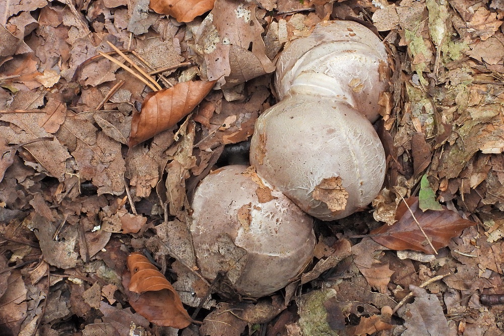 Weilroder Naturkostbarkeiten: Tintenfischpilze 02