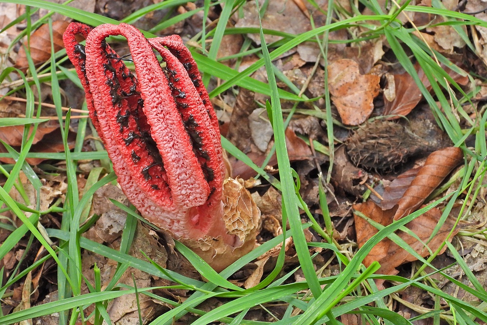 Weilroder Naturkostbarkeiten: Tintenfischpilze 05