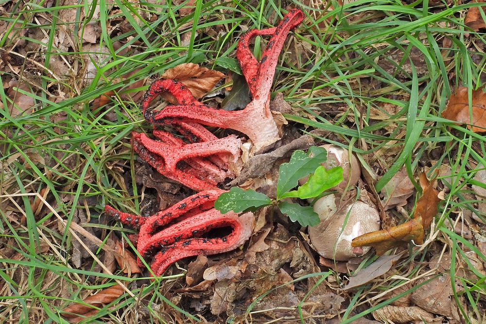 Weilroder Naturkostbarkeiten: Tintenfischpilze 08