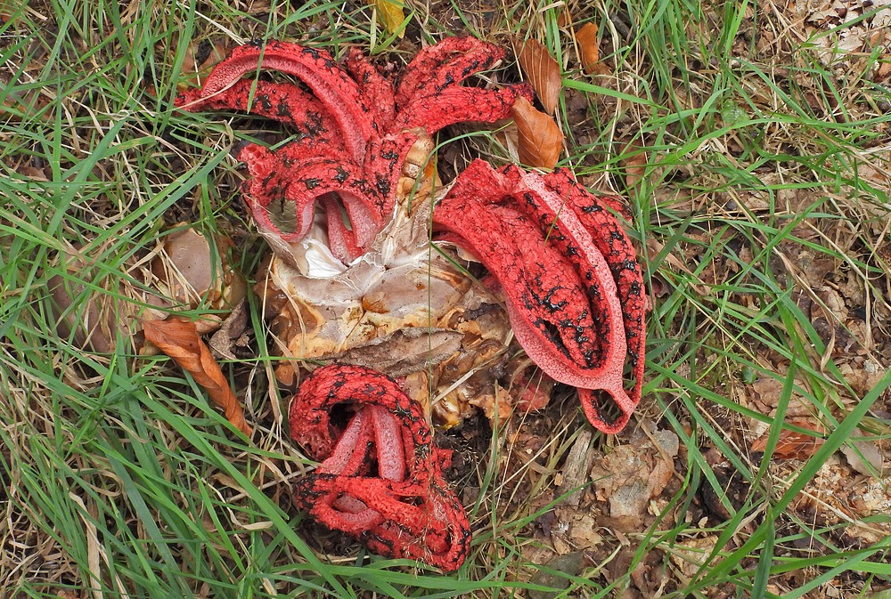 Weilroder Naturkostbarkeiten: Tintenfischpilze 10