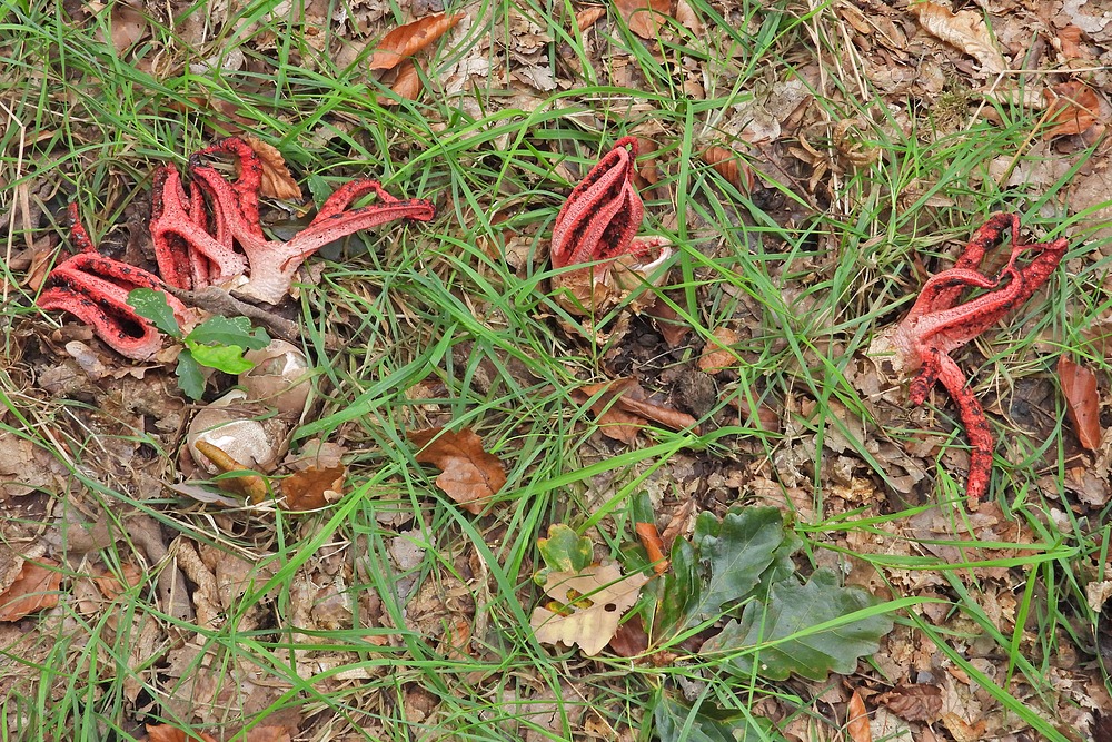 Weilroder Naturkostbarkeiten: Tintenfischpilze 12