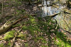 Weilroder Naturkostbarkeiten: Torfmoos 01