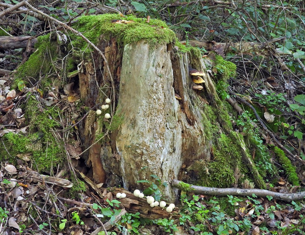 Weilroder Naturkostbarkeiten: Totholz – Leben in der Eichelbachaue 01