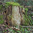 Weilroder Naturkostbarkeiten: Totholz – Leben in der Eichelbachaue 01