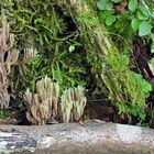 Weilroder Naturkostbarkeiten: Totholz – Leben in der Eichelbachaue 02