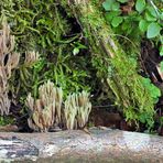 Weilroder Naturkostbarkeiten: Totholz – Leben in der Eichelbachaue 02