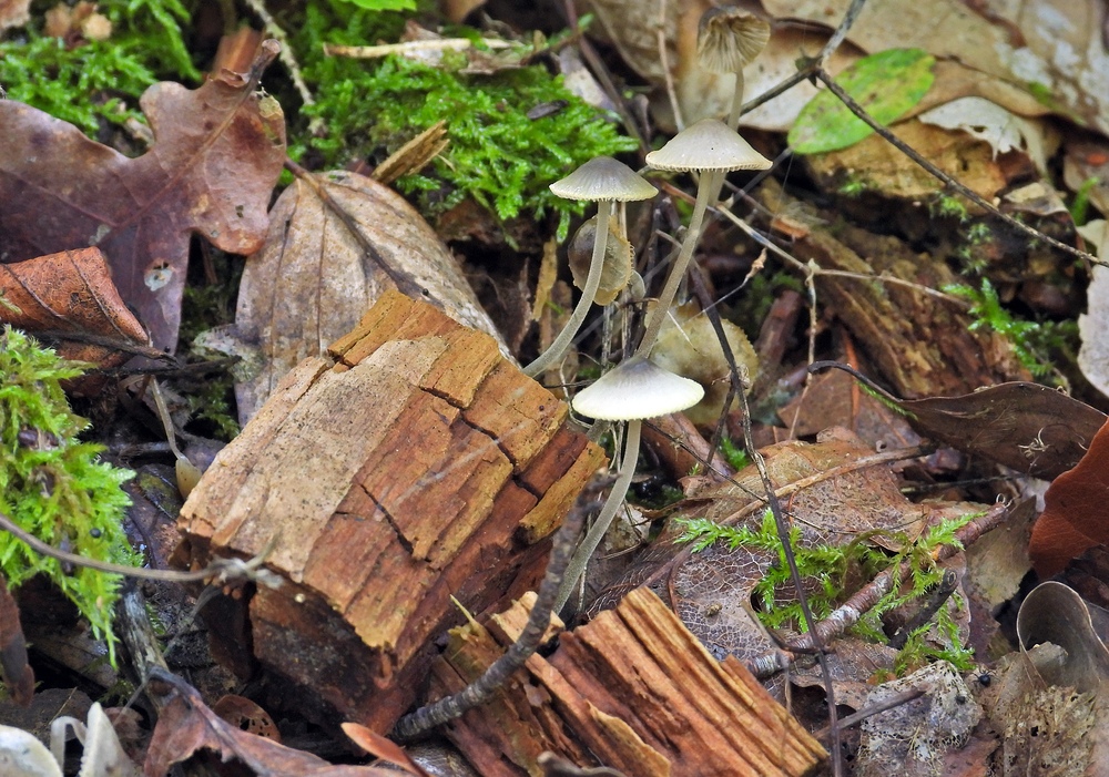 Weilroder Naturkostbarkeiten: Totholz – Leben in der Eichelbachaue 03