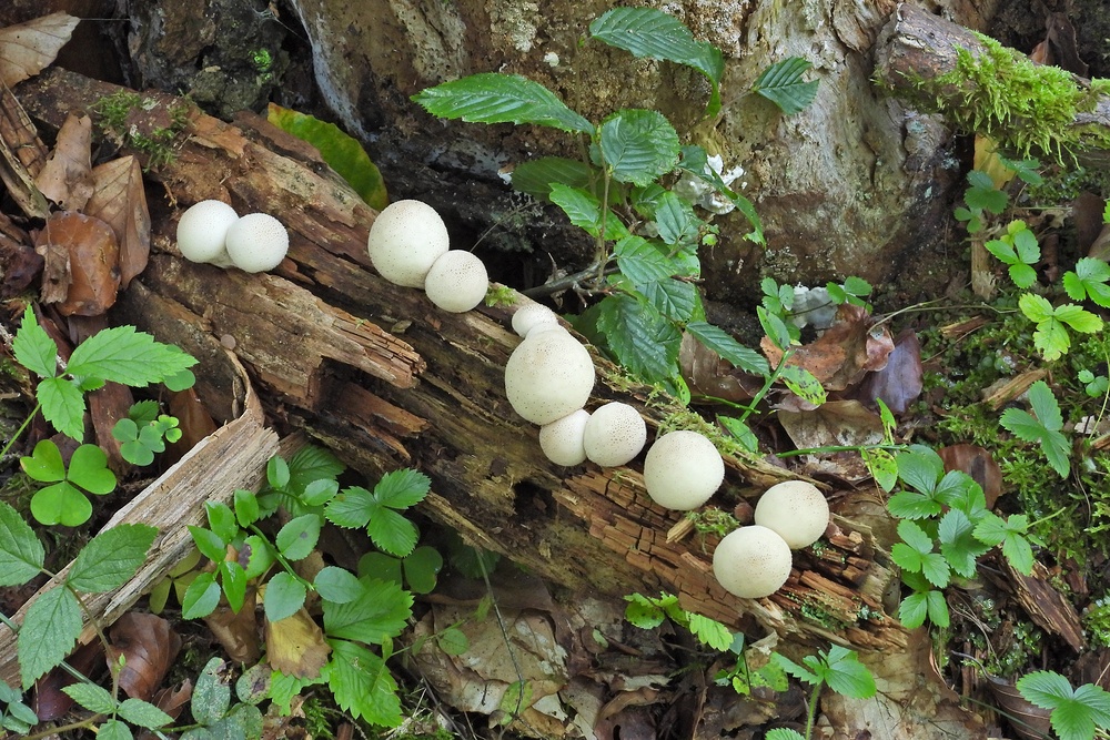 Weilroder Naturkostbarkeiten: Totholz – Leben in der Eichelbachaue 05