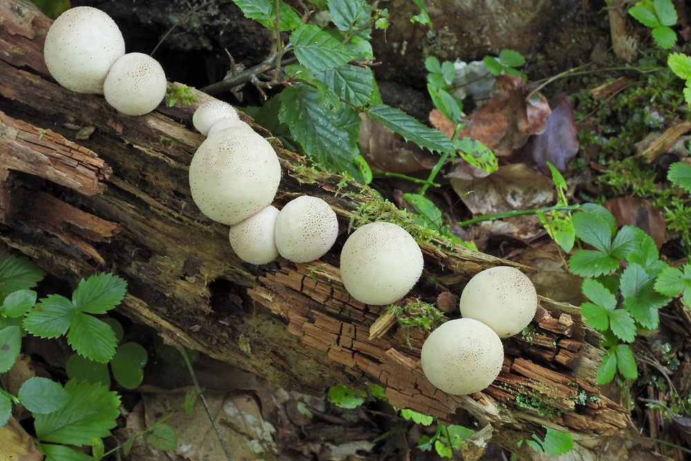 Weilroder Naturkostbarkeiten: Totholz – Leben in der Eichelbachaue 06