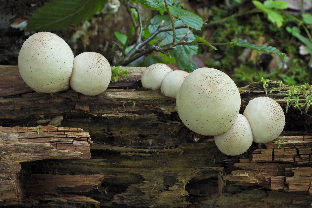 Weilroder Naturkostbarkeiten: Totholz – Leben in der Eichelbachaue 07