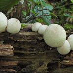 Weilroder Naturkostbarkeiten: Totholz – Leben in der Eichelbachaue 07