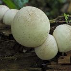 Weilroder Naturkostbarkeiten: Totholz – Leben in der Eichelbachaue 10