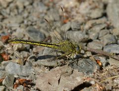 Weilroder Naturkostbarkeiten: Westliche Keiljungfer beim Frühstück 01