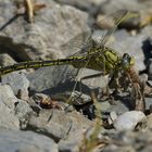 Weilroder Naturkostbarkeiten: Westliche Keiljungfer beim Frühstück 02