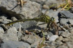 Weilroder Naturkostbarkeiten: Westliche Keiljungfer beim Frühstück 02