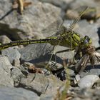 Weilroder Naturkostbarkeiten: Westliche Keiljungfer beim Frühstück 03