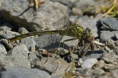 Weilroder Naturkostbarkeiten: Westliche Keiljungfer beim Frühstück 03