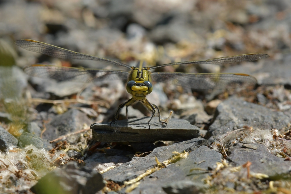 Weilroder Naturkostbarkeiten: Westliche Keiljungfer beim Frühstück 04