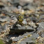 Weilroder Naturkostbarkeiten: Westliche Keiljungfer beim Frühstück 04