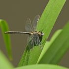 Weilroder Naturkostbarkeiten: Westliche Keiljungfern und ihre Kollegen 01