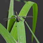 Weilroder Naturkostbarkeiten: Westliche Keiljungfern und ihre Kollegen 02