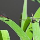 Weilroder Naturkostbarkeiten: Westliche Keiljungfern und ihre Kollegen 03