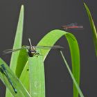 Weilroder Naturkostbarkeiten: Westliche Keiljungfern und ihre Kollegen 04