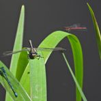 Weilroder Naturkostbarkeiten: Westliche Keiljungfern und ihre Kollegen 04