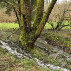 Weilroder Naturkostbarkeiten: Wildes Wasser und die Gewöhnliche Pestwurz 01