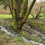 Weilroder Naturkostbarkeiten: Wildes Wasser und die Gewöhnliche Pestwurz 01