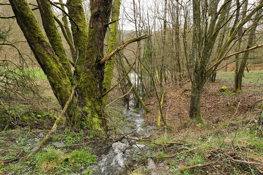 Weilroder Naturkostbarkeiten: Wildes Wasser und die Gewöhnliche Pestwurz 02