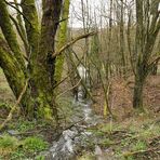 Weilroder Naturkostbarkeiten: Wildes Wasser und die Gewöhnliche Pestwurz 02