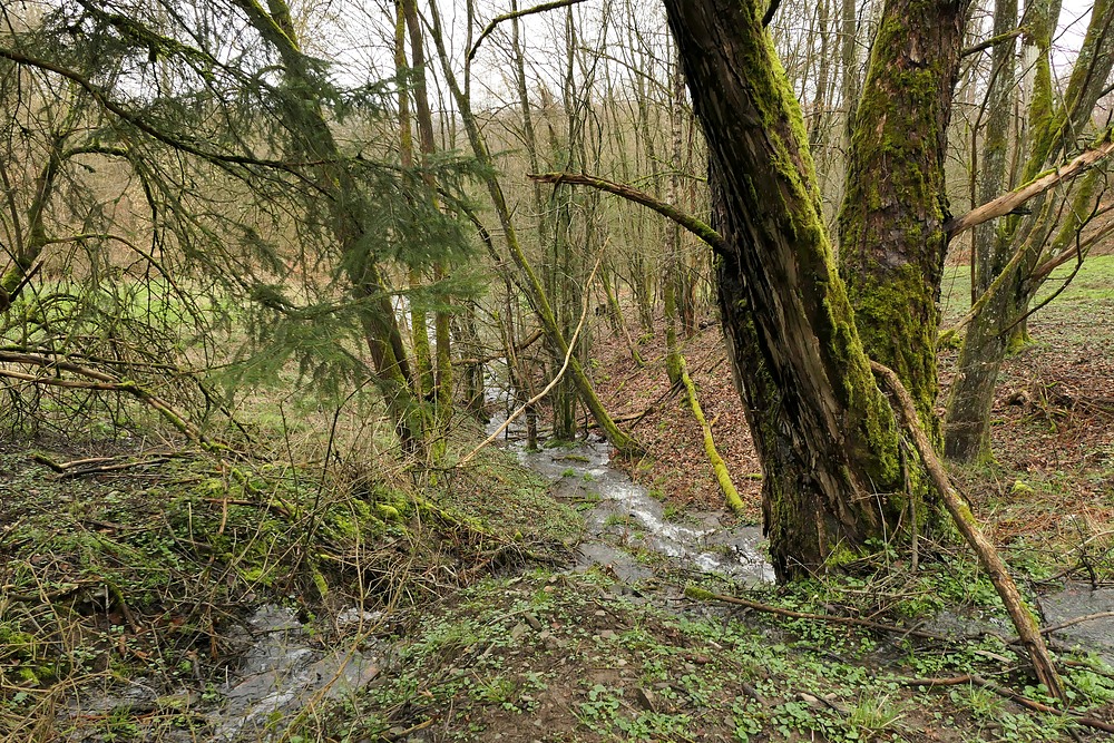 Weilroder Naturkostbarkeiten: Wildes Wasser und die Gewöhnliche Pestwurz 03