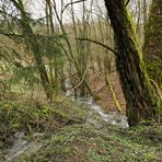 Weilroder Naturkostbarkeiten: Wildes Wasser und die Gewöhnliche Pestwurz 03