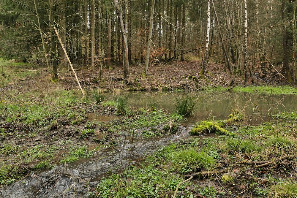 Weilroder Naturkostbarkeiten: Wildes Wasser und die Gewöhnliche Pestwurz 04