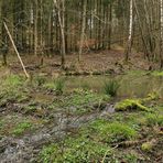 Weilroder Naturkostbarkeiten: Wildes Wasser und die Gewöhnliche Pestwurz 04